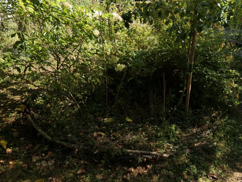 Non désherbage d'un massif. Sanctuariser un espace, c'est favoriser un refuge pour la biodiversité qui enrichit l'environnement tout en en créant des corridors écologiques. LISE JALOUX